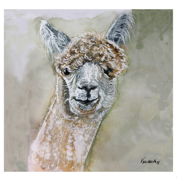 Lama Alpaca